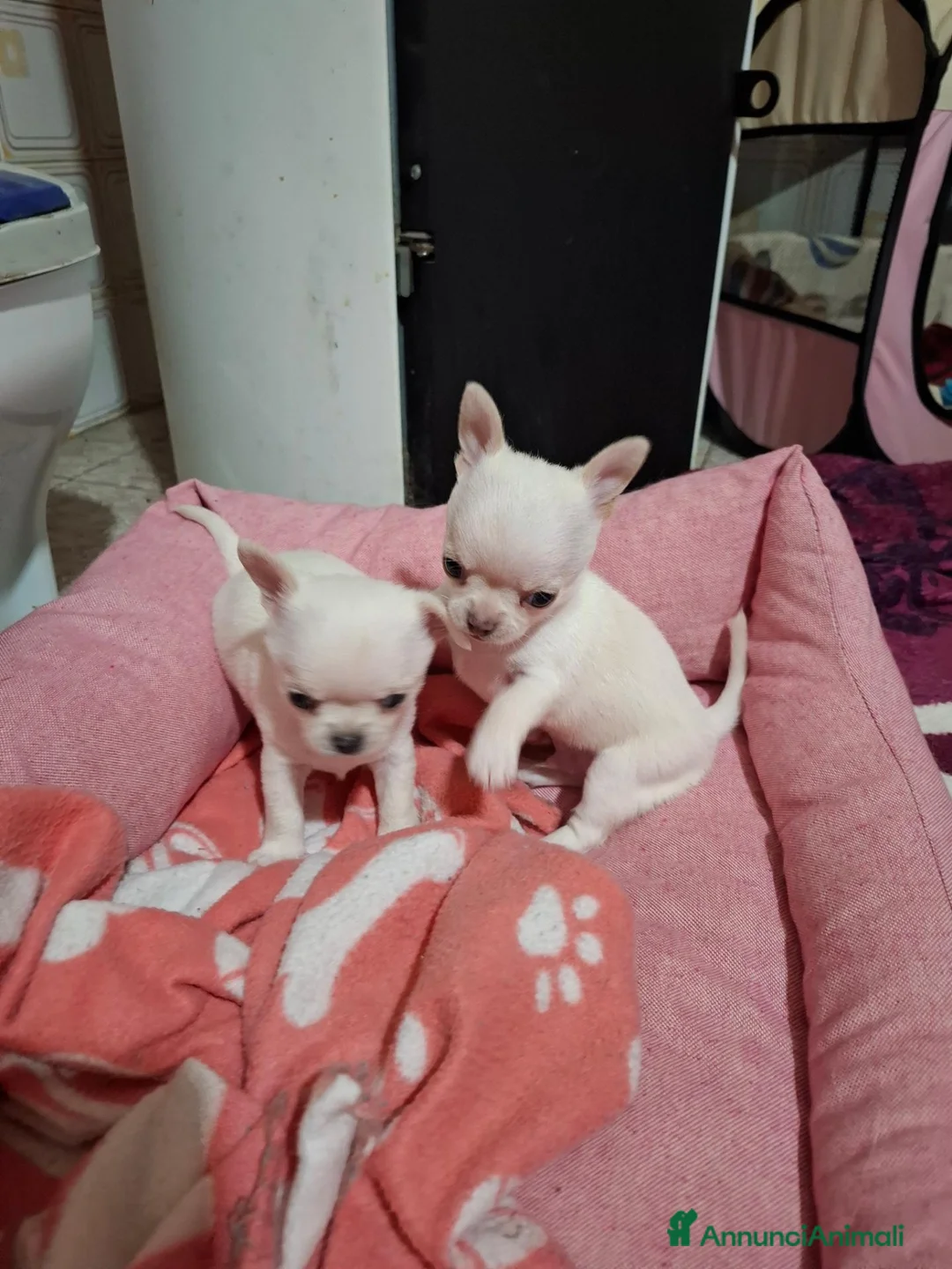 Chihuahua cani in vendita: 3 maschietti chiuhuauha a Provincia di Siena - Annuncio 2