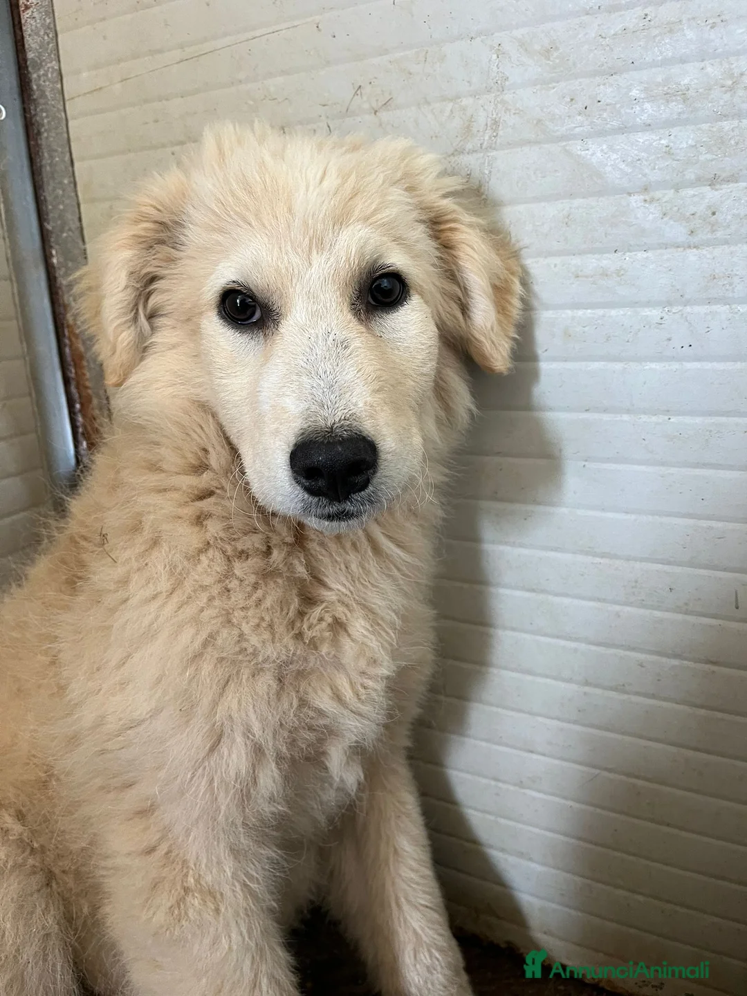 Meticcio cani in regalo: Cucciola in canile - Annuncio 5