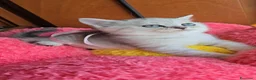 Scottish gatti in vendita: Scottish fold e straight  - Annuncio 32