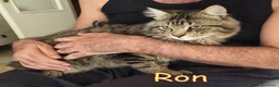 Altre razze gatti in regalo: URGENTISSIMO RON CERCA CASA a Città metropolitana di Milano - Annuncio 2
