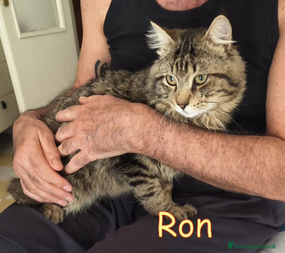 Altre razze gatti in regalo: URGENTISSIMO RON CERCA CASA a Città metropolitana di Milano - Annuncio 2