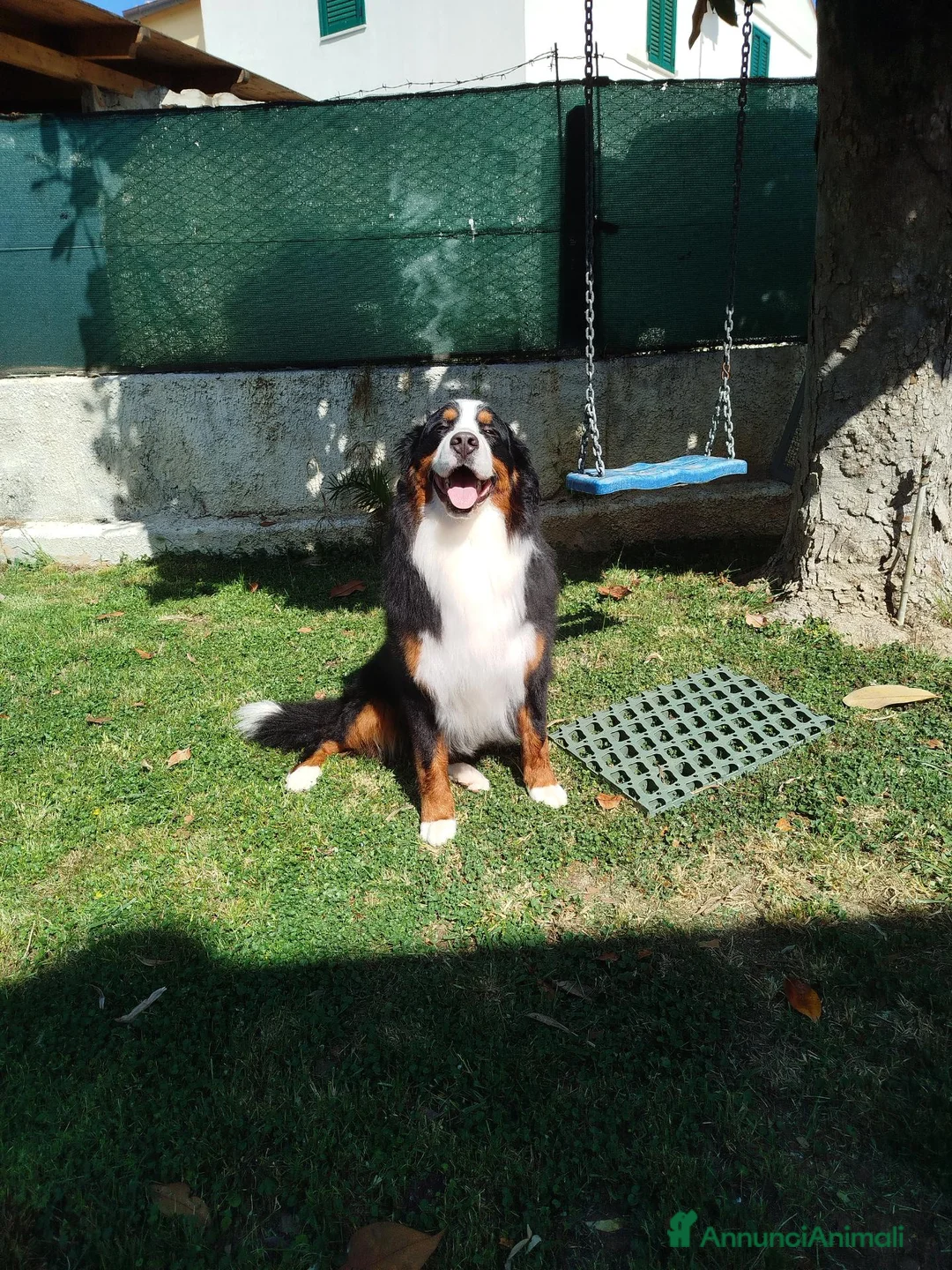 Bovaro del Bernese cani per accoppiamento: DISPONIBILE PER MONTA – BOVARO DEL BERNESE – ARGO a Provincia di Ancona - Annuncio 2