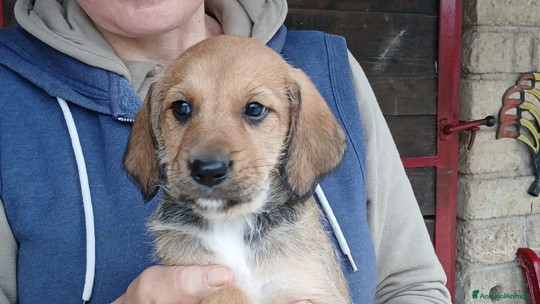 Meticcio cani in regalo: ALADINO HA BISOGNO DI UNA CASA E TANTO AMORE - Annuncio 4