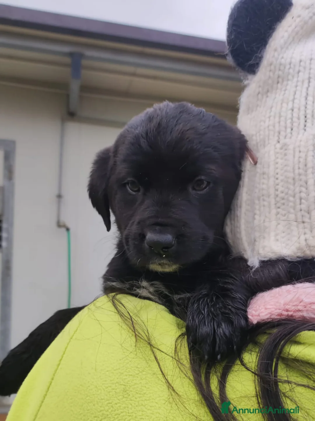 Meticcio cani in regalo: Quattro polpettine cercano casa - Annuncio 9