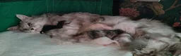 Maine Coon gatti in vendita: Cuccioli Maine Coon Silver - 3 maschi disponibili - Annuncio 9