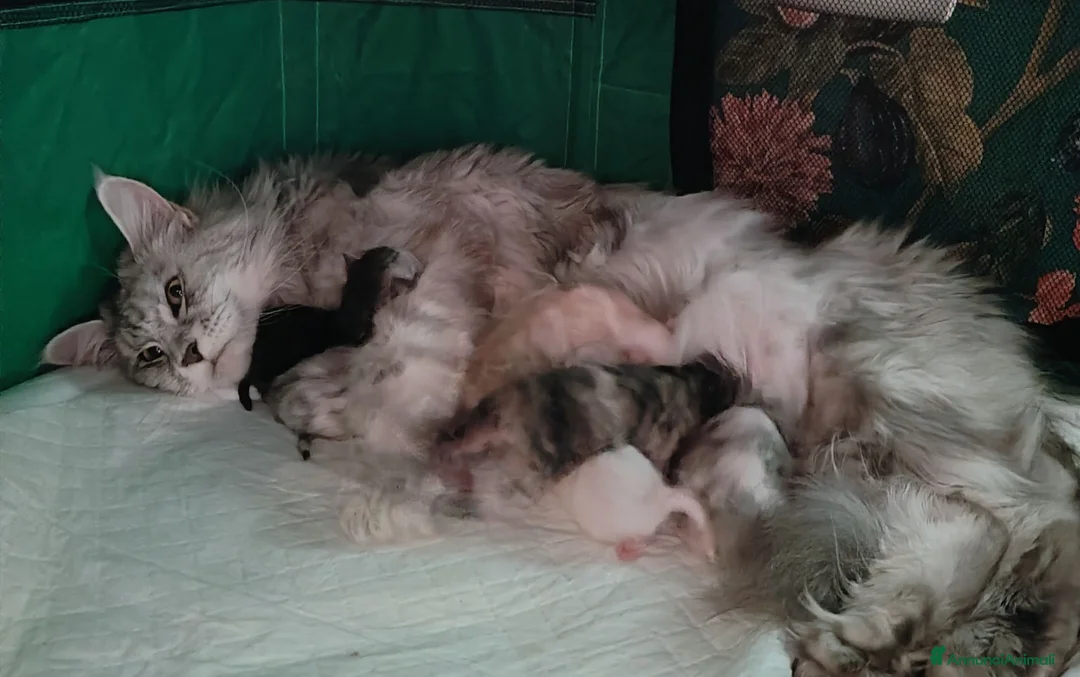 Maine Coon gatti in vendita: Cuccioli Maine Coon Silver - 3 maschi disponibili - Annuncio 2