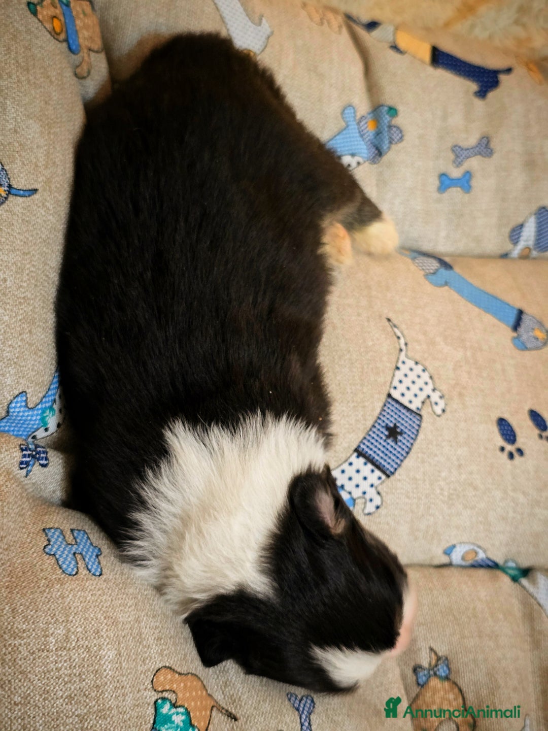 Australian Shepherd cani in vendita: Cucciole di pastore australiano con pedigree ENCI - Annuncio 7