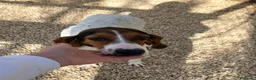 Segugio cani in regalo: SIRYA E PENELOPE a Provincia di Reggio Emilia - Annuncio 9