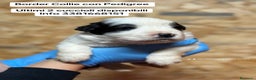 Border Collie cani in vendita: Border Collie Allevamento BELVERDE  - Annuncio 1