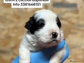 Border Collie cani Border Collie Allevamento BELVERDE - Annuncio 8