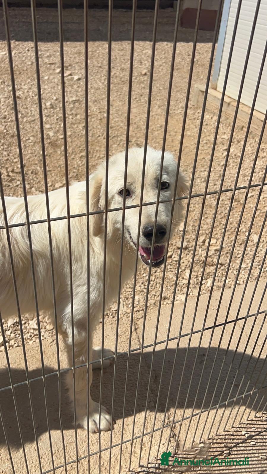 Meticcio cani Luna dolcissima cucciolona simil golden retriever  - Annuncio 11