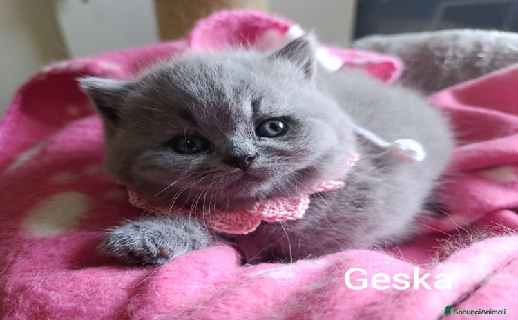 British gatti - Annuncio 1