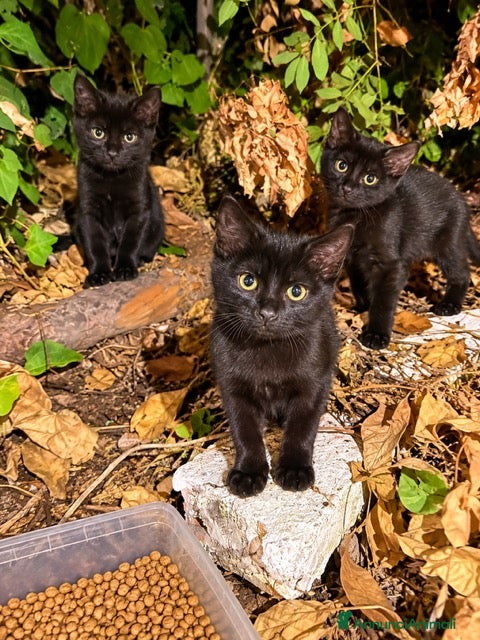 Europeo gatti 3 gattini neri dolce, affetuosi, simpatici, carini - Annuncio 13