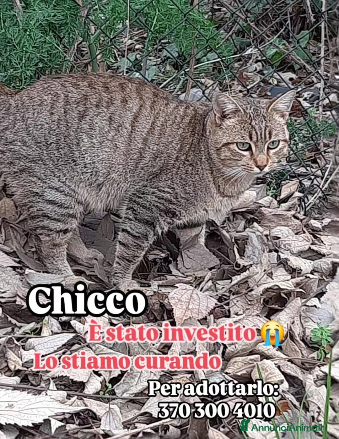 Europeo gatti in regalo: DOLCISSIMO CHICCO - Annuncio 1