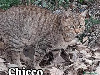 Europeo gatti DOLCISSIMO CHICCO - Annuncio 41