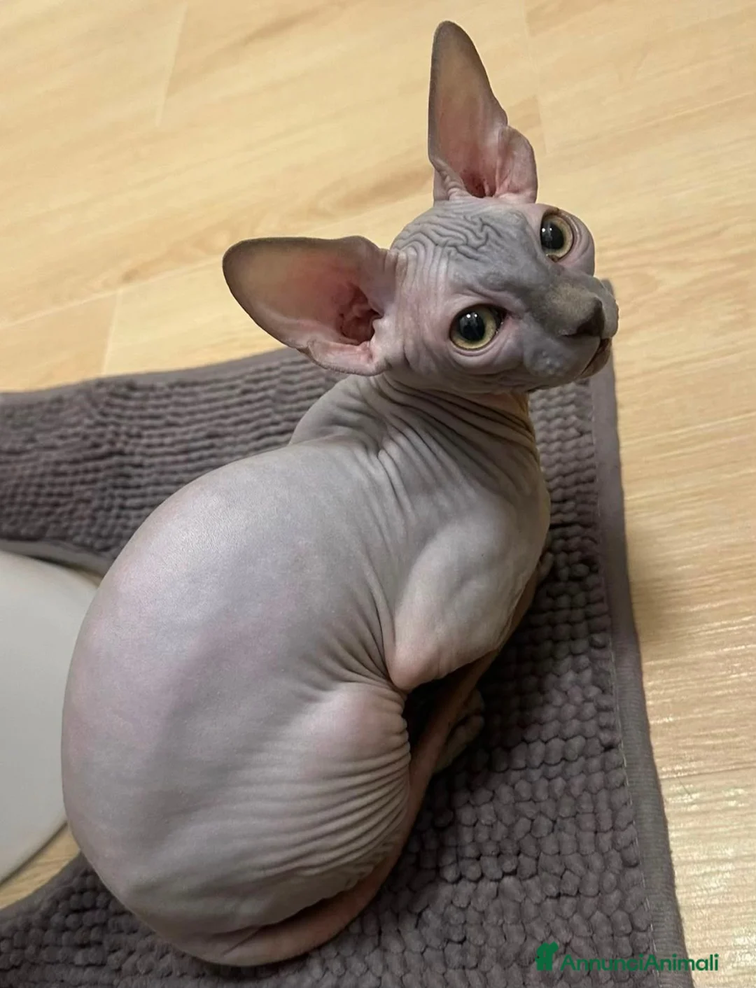 Sphynx gatti in vendita: Gattino  Canadian Sphynx (Maschietto) - Annuncio 2