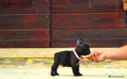 Bulldog Francese cani in vendita: Femmina bringee bouledogue francese  - Immagine 3