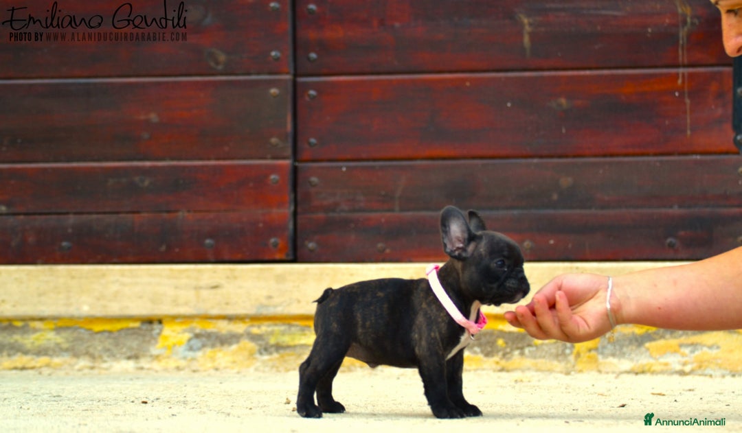 Bulldog Francese cani in vendita: Femmina bringee bouledogue francese  - Immagine 3