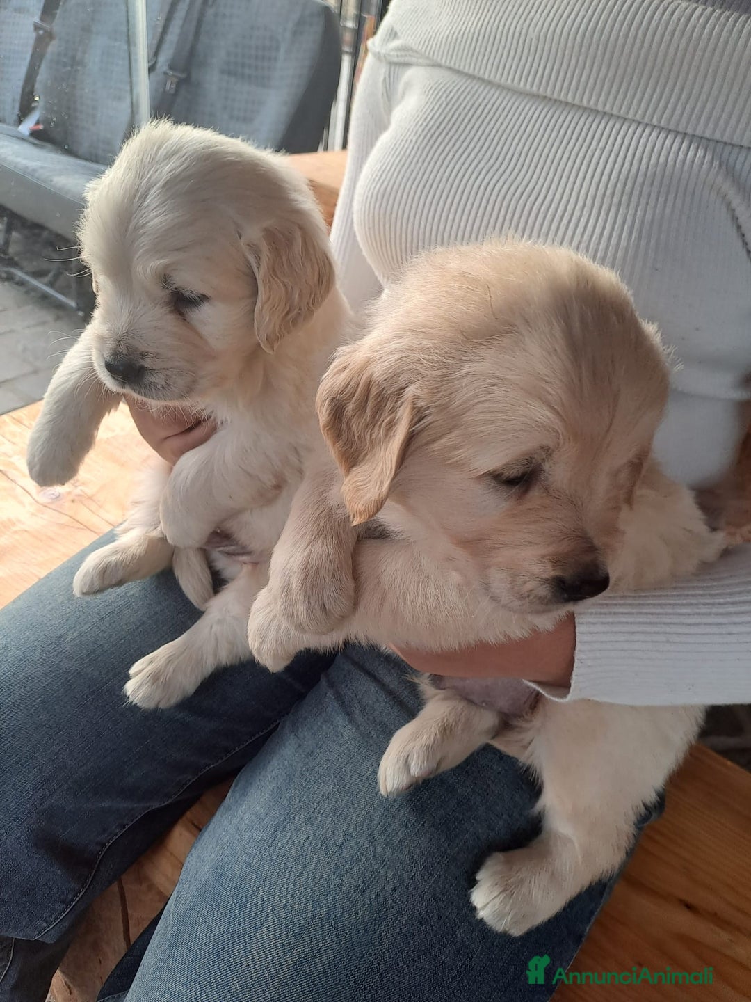 Golden Retriever cani in vendita: Golden retriever - Annuncio 13