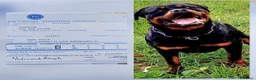Rottweiler cani in vendita: Disponibili cuccioli Rottweiler  - Annuncio 5