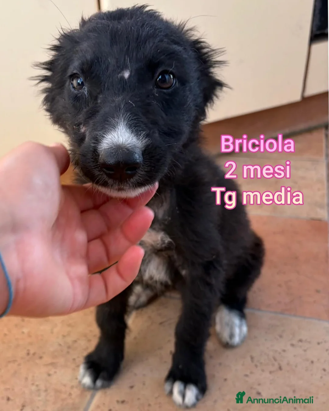 Meticcio cani in regalo: SERVONO ADOZIONI PER SALVARLI! a Provincia di Modena - Annuncio 10