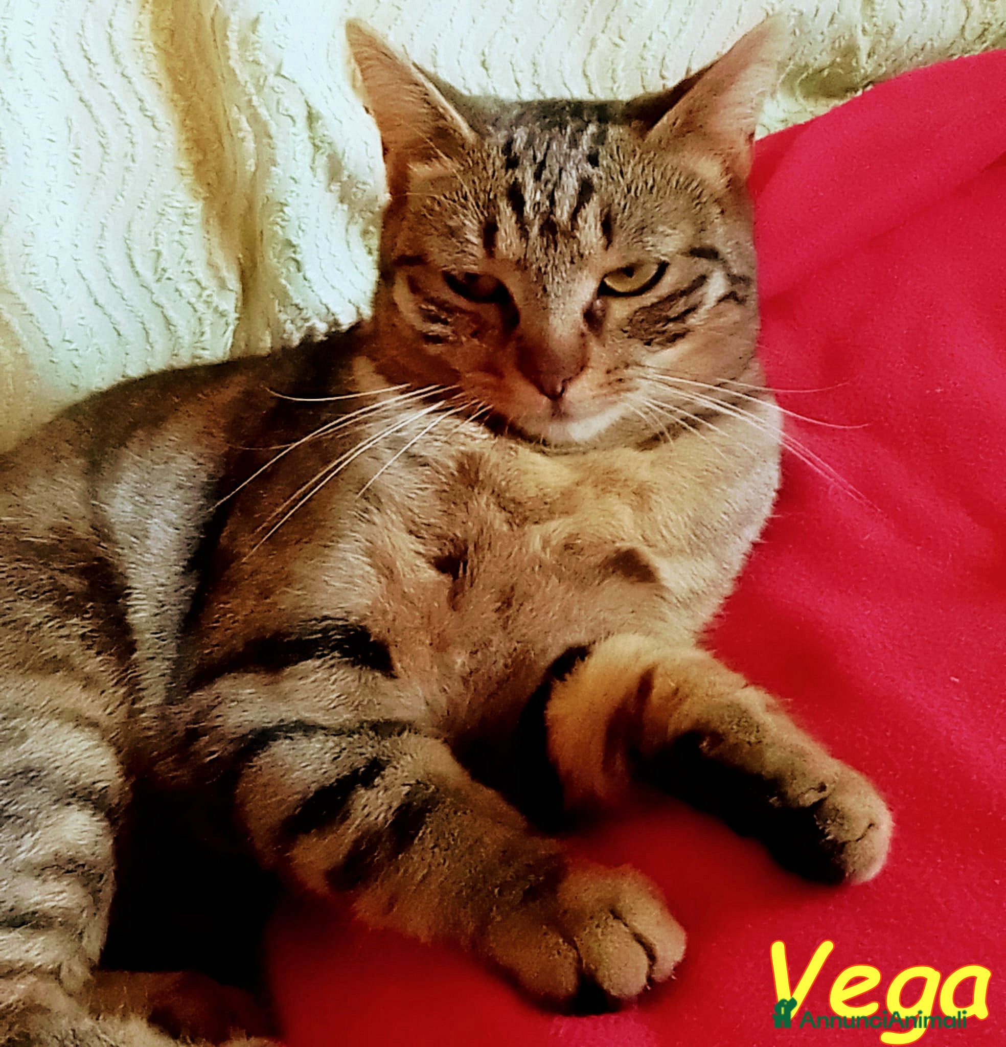 Europeo gatti DOLCE ANGIOLETTO… O PICCOLA MONELLA? - Annuncio 22