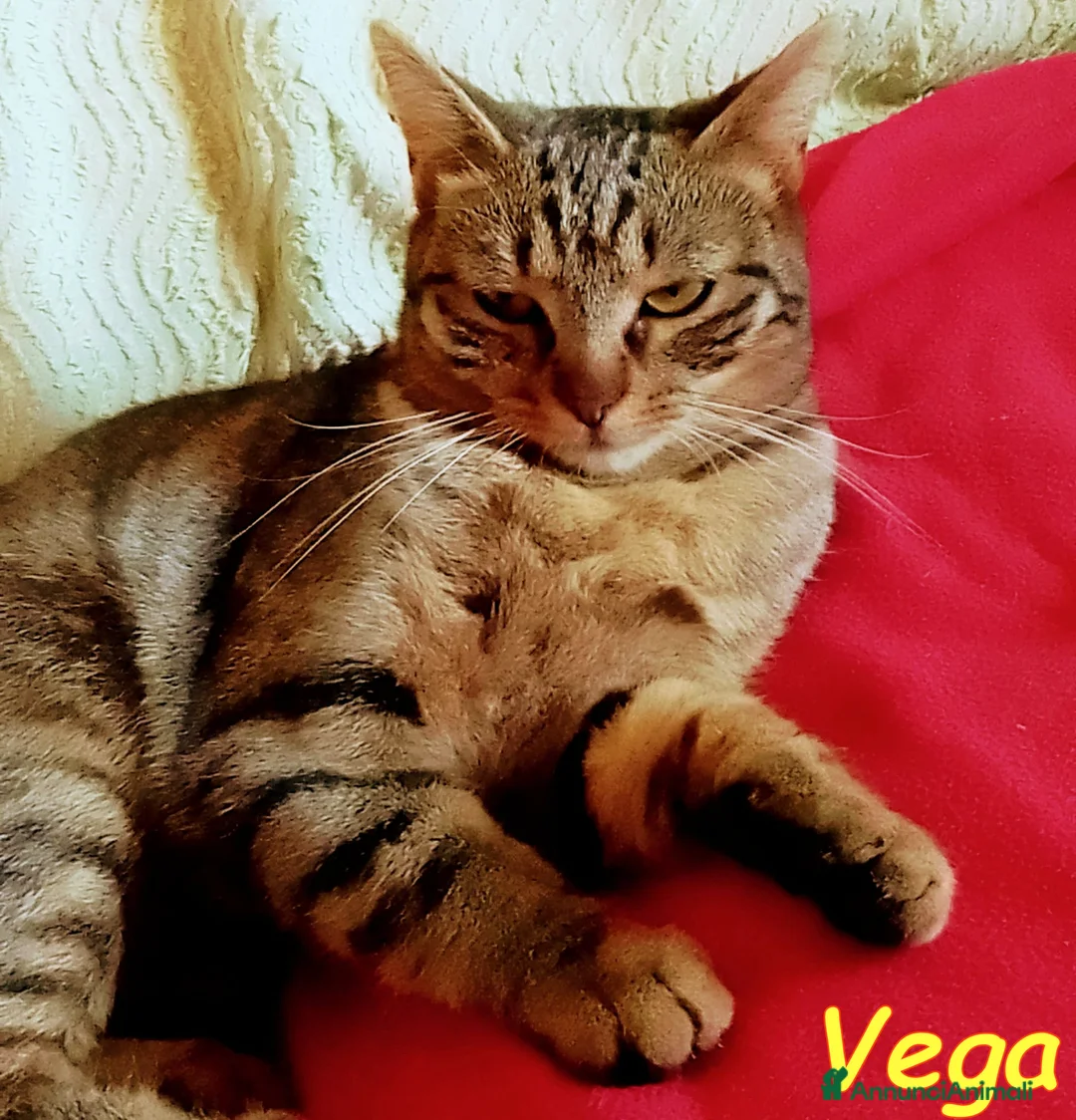 Europeo gatti in regalo: DOLCE ANGIOLETTO… O PICCOLA MONELLA? - Annuncio 1