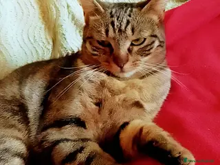 Europeo gatti DOLCE ANGIOLETTO… O PICCOLA MONELLA? - Annuncio 22