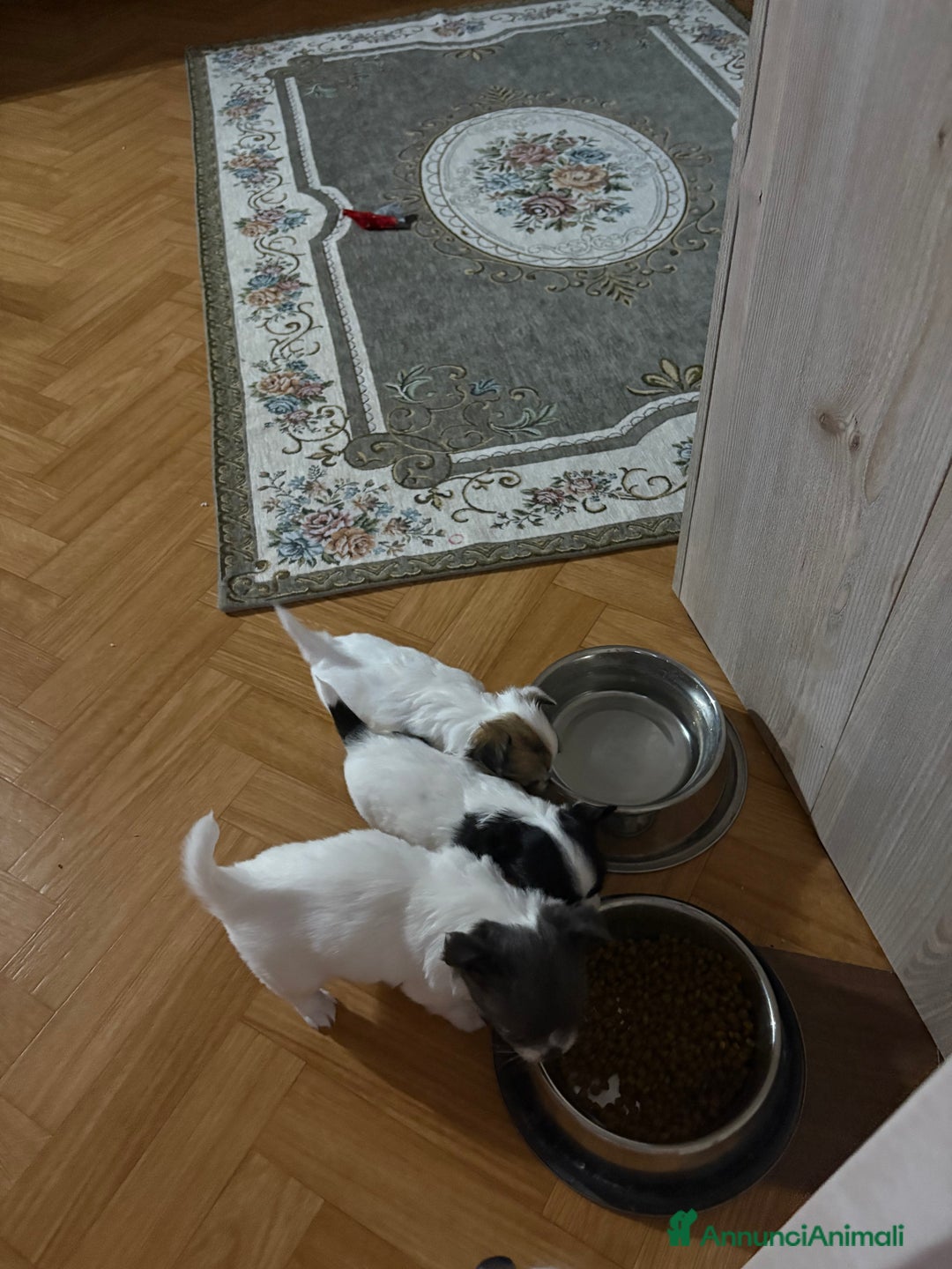 Chihuahua cani in vendita: Cuccioli di chihuahua a pelo lungo  - Annuncio 1