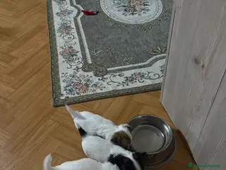 Chihuahua cani Cuccioli di chihuahua a pelo lungo - Annuncio 15