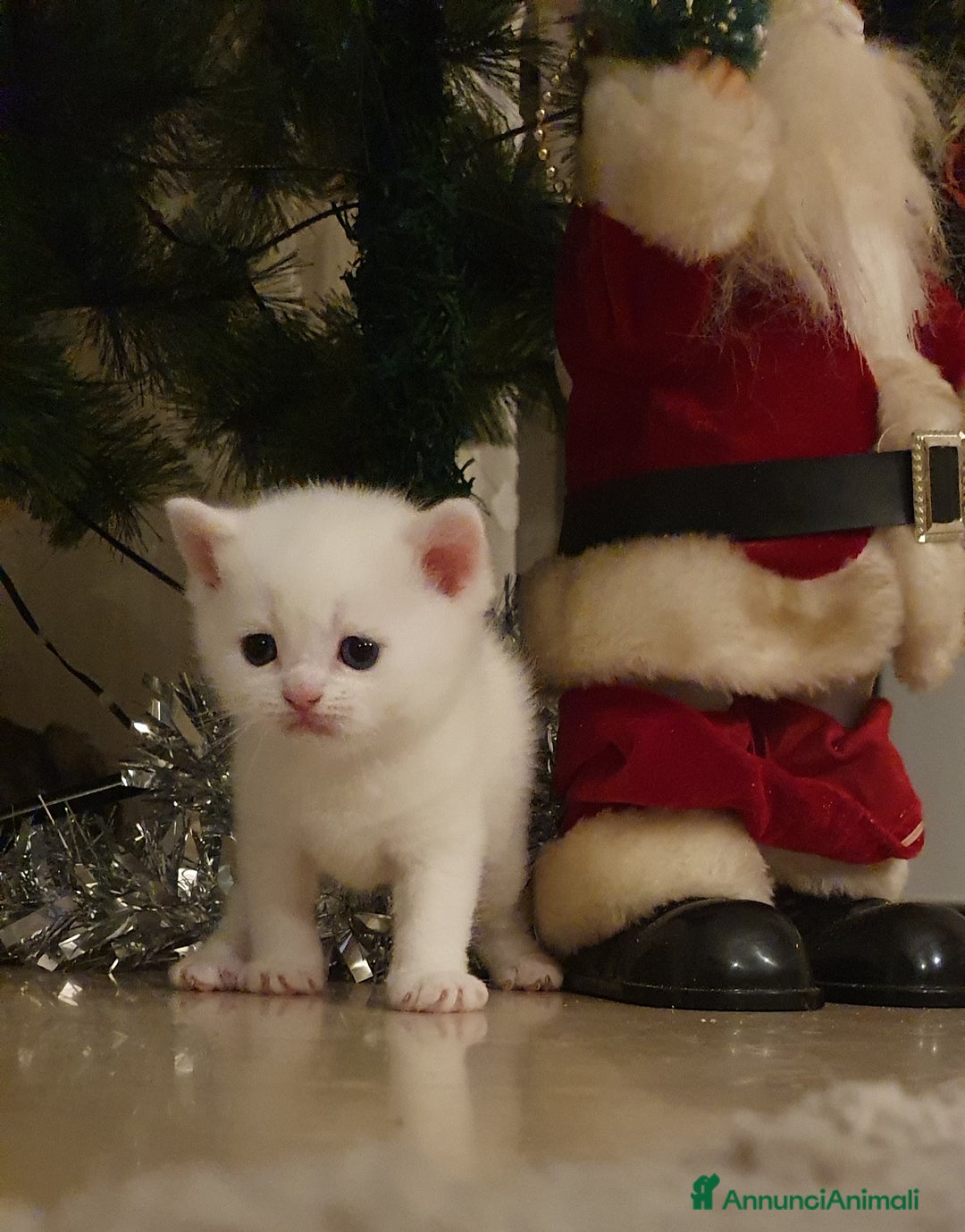 British gatti in vendita: Bellissimi cuccioli  - Annuncio 5
