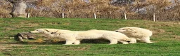 Pastore Abbruzzese Maremmano cani in vendita: Cuccioli di pastore Abruzzese Maremmano  - Annuncio 10