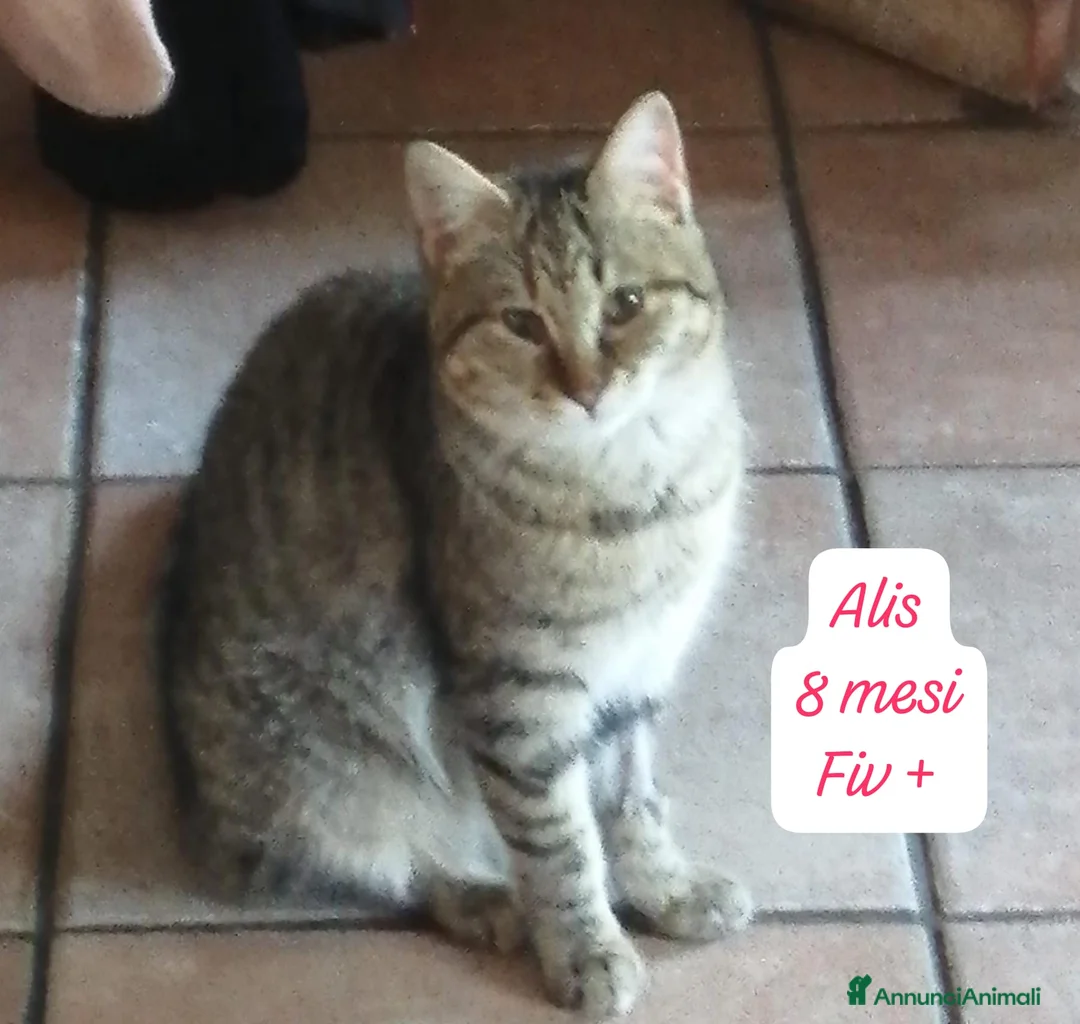 Europeo gatti in regalo: S.o.s. gattini da adottare  - Annuncio 10