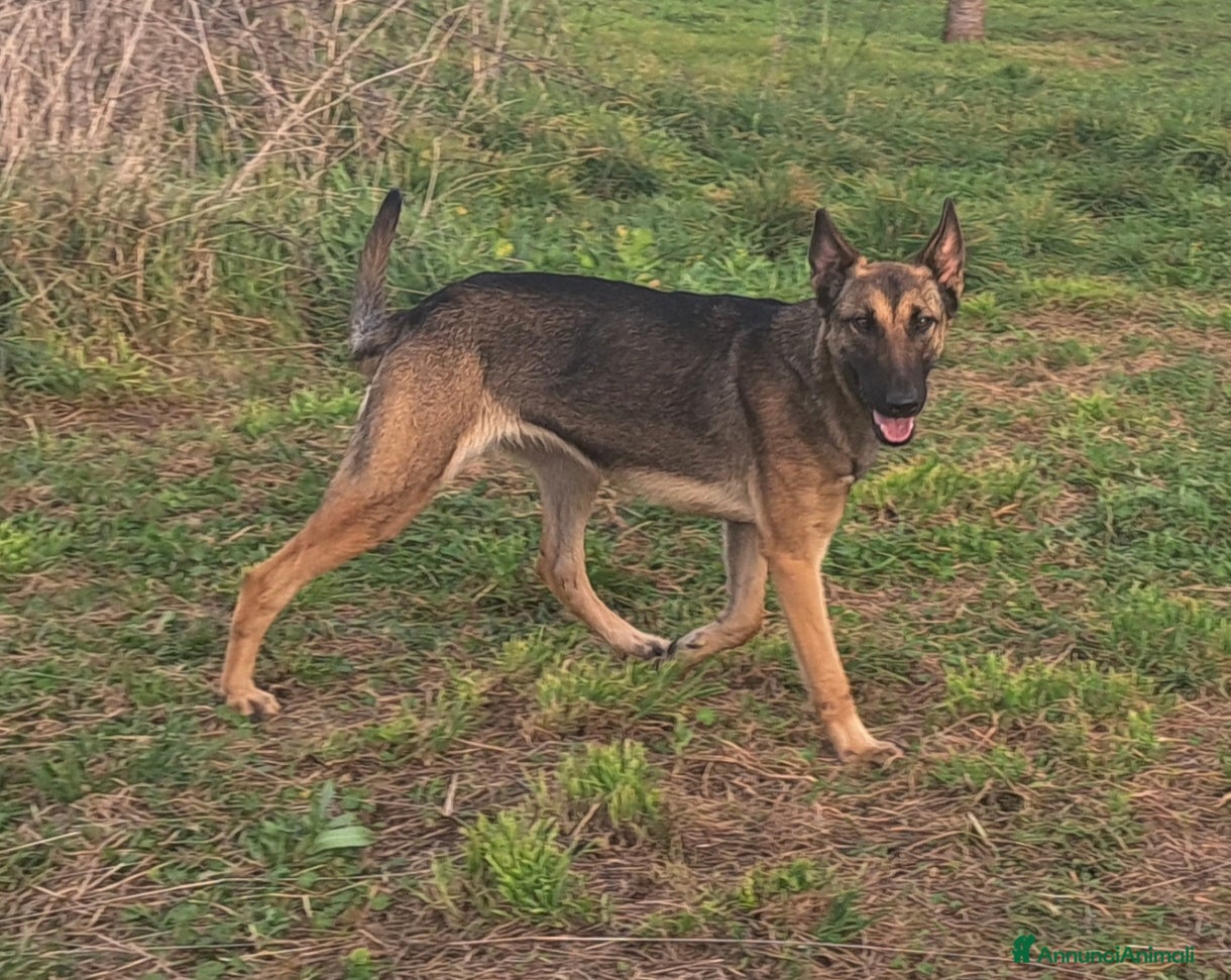 Pastore Belga cani Pastore belga Malinois  - Annuncio 20