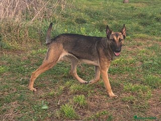 Pastore Belga cani Pastore belga Malinois - Annuncio 2