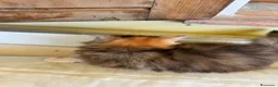 Maine Coon gatti in vendita: MAINE COON BLACK SOLID pedigree aperto, in 3 rate  - Annuncio 12