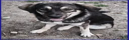 Meticcio cani in regalo: ZANZARA CUCCIOLOTTA 6-7 MESI VUOLE SOLO UNA MAMMA - Annuncio 5