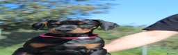 Dobermann cani in vendita: Cuccioli di Dobermann in Toscana - Annuncio 5
