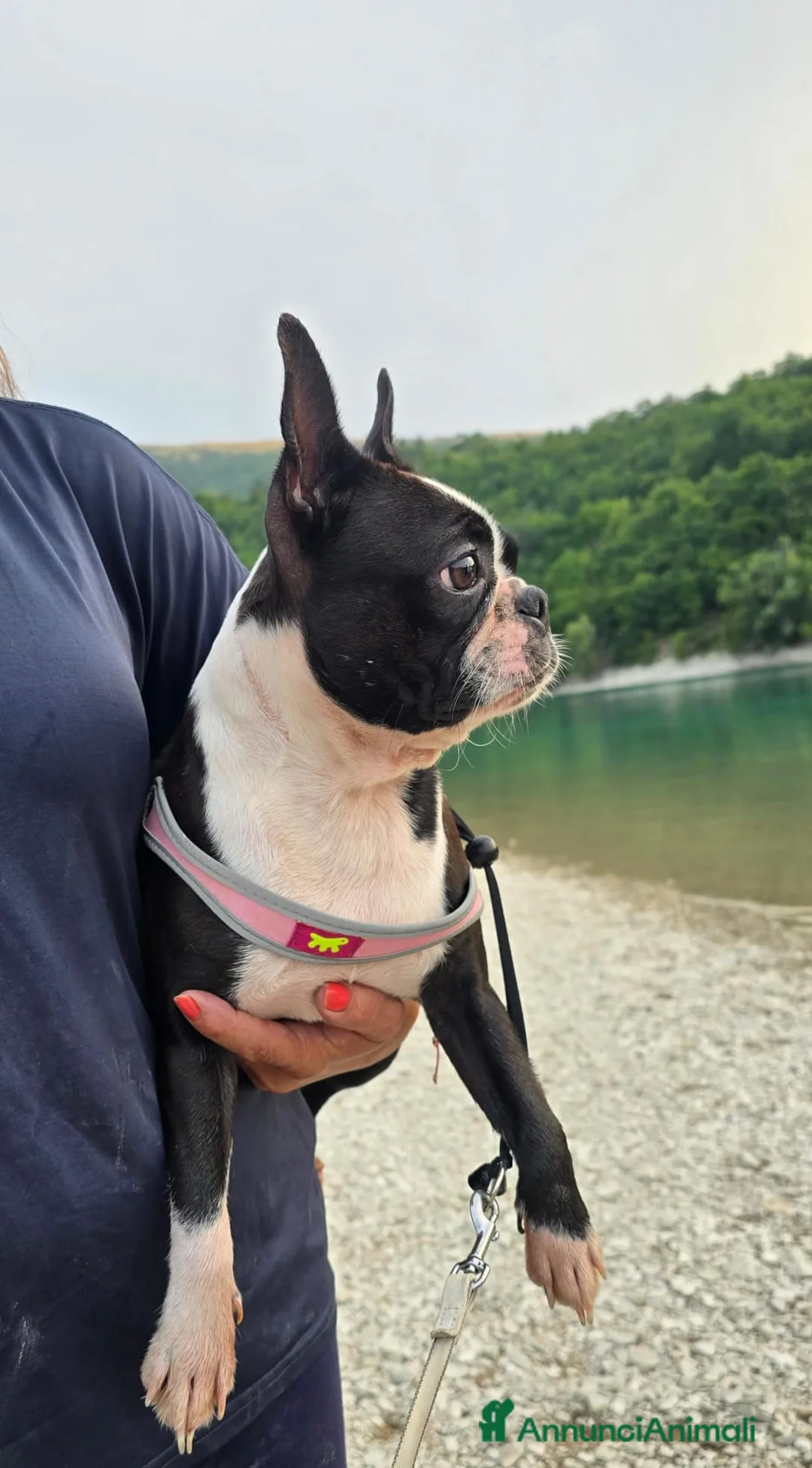 Boston Terrier cani in vendita: Cuccioli di Boston Terrier con Pedigree ENCI a Provincia di Ascoli Piceno - Annuncio 9