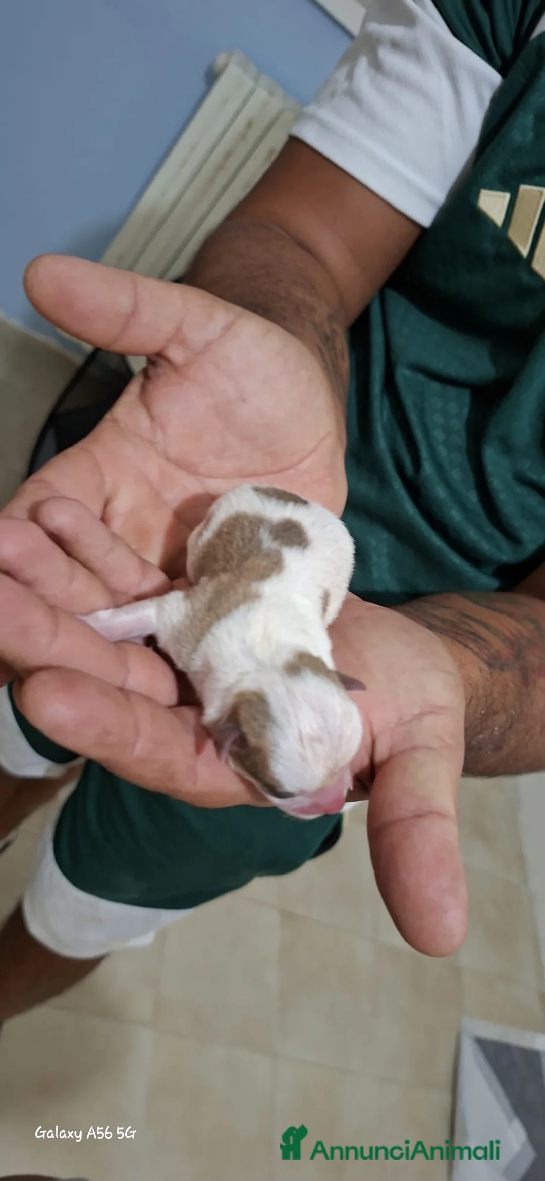 Chihuahua cani in vendita: Cuccioli di chiwuawua  - Annuncio 2