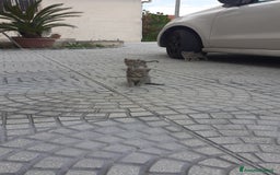 Altre razze gatti in regalo: In adozione a Provincia di Salerno - Immagine 1