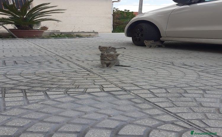 Altre razze gatti a Provincia di Salerno - Annuncio 15