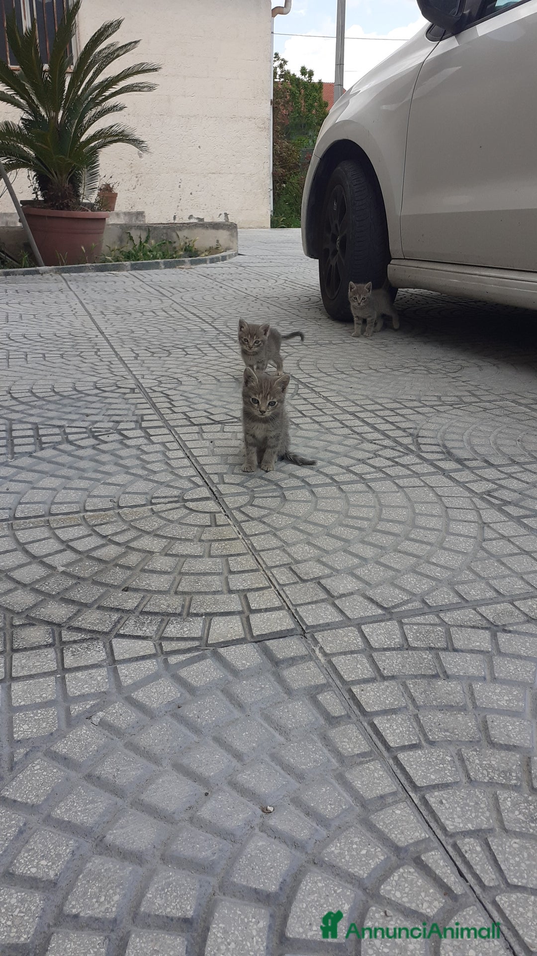 Altre razze gatti in regalo: In adozione a Provincia di Salerno - Immagine 1