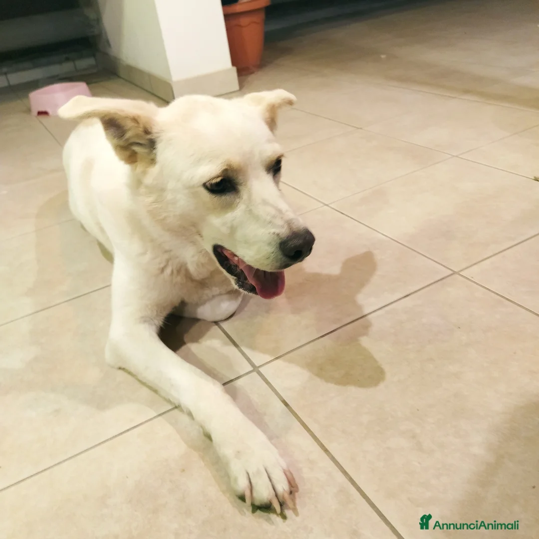 Meticcio cani in regalo: Elettra  - Annuncio 2