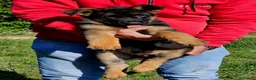 Pastore Tedesco cani in vendita: Cucciolo di Pastore Tedesco a Pelo Corto a Provincia di Terni - Annuncio 3