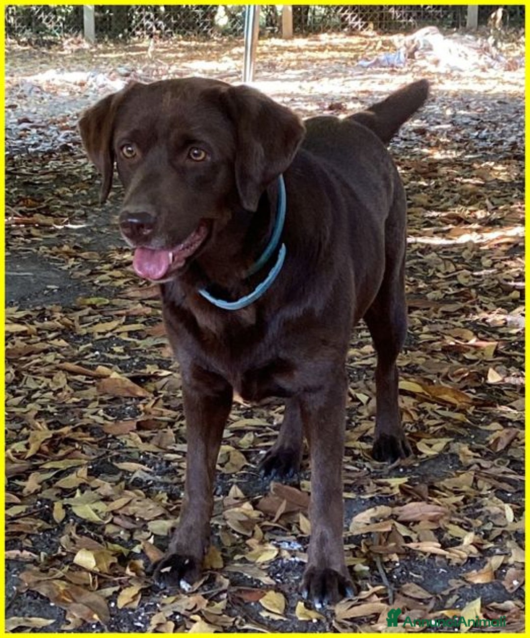 Labrador cani in regalo: KUBRA stupenda labrador cieca - Annuncio 2