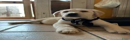 Labrador cani in vendita: Cuccioli di Labrador con pedigree - Annuncio 4