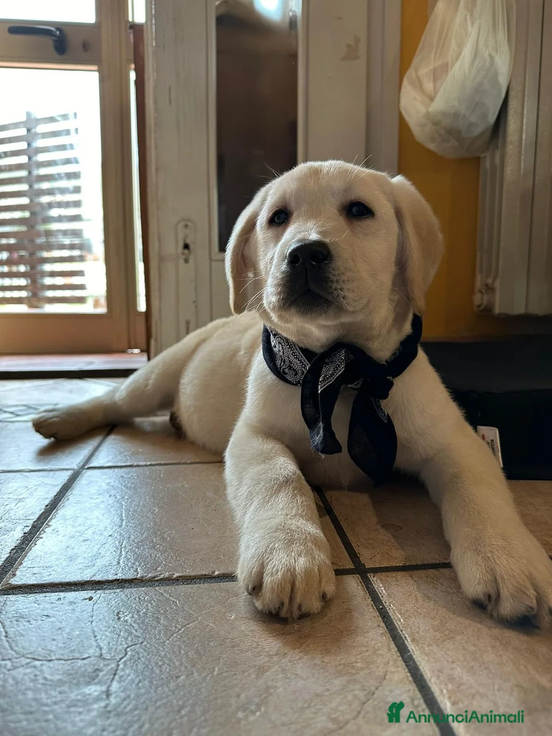Labrador cani in vendita: Cuccioli di Labrador con pedigree - Annuncio 4