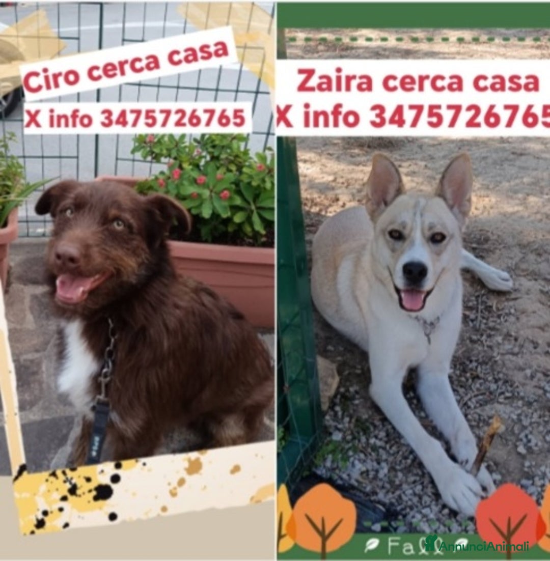 Meticcio cani in regalo: Ciro e Zaira giovani,belli,buoniZERO RICHIESTE!SUD - Annuncio 1