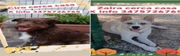 Meticcio cani in regalo: Ciro e Zaira giovani,belli,buoniZERO RICHIESTE!SUD - Annuncio 1